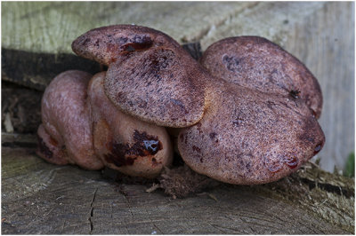 Biefstukzwam - Fistulina hepatica