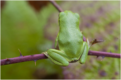 Boomkikker - Hyla arborea
