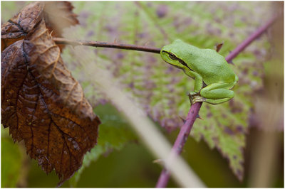 Boomkikker - Hyla arborea