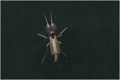 Dansmuggensoort - Chironomidae spec.