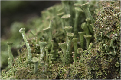 groen Bekermos - Cladonia fimbriata