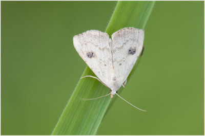 Stro-uiltje - Rivula sericealis