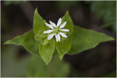 Vogelmuur - Stellaria media 