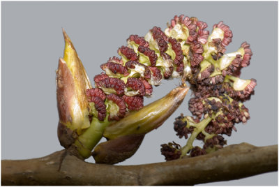 Populier - Populus nigra  - mannelijke bloeiwijze