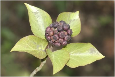 klimop - Hedera helix