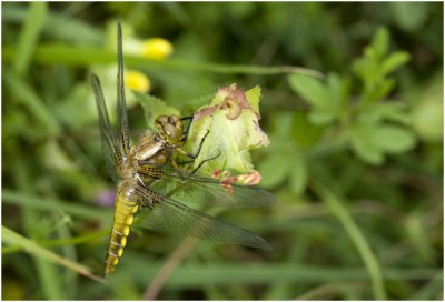 platbuik - Libellula depressa  - vrouwtje