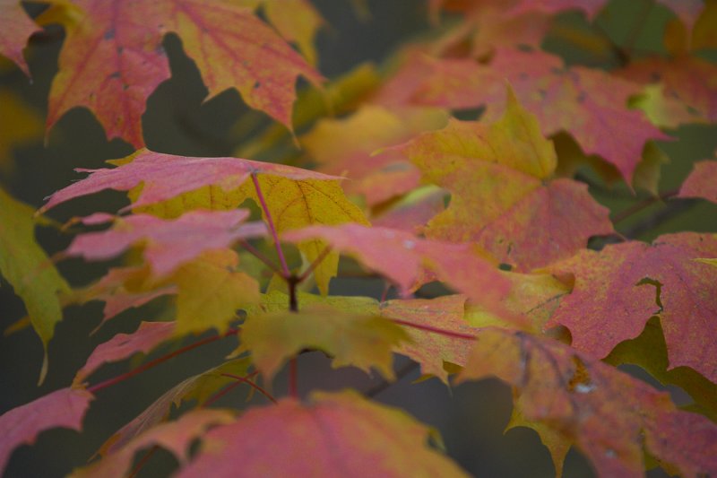 Fall leaves.jpg
