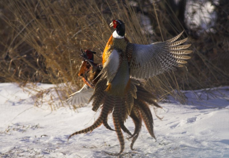 Pheasant Cock fight III.jpg