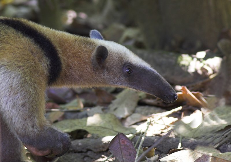 Tamandua anteater II.jpg