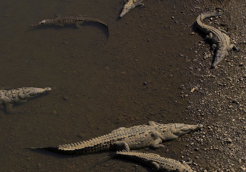 Tarcoles river crocodiles III.jpg