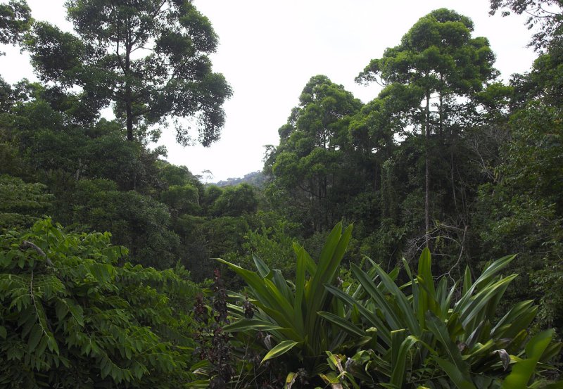 The edge of Corcovado NP.jpg