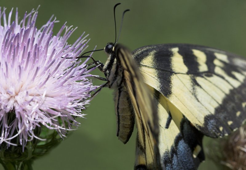 Butterfly VII.jpg