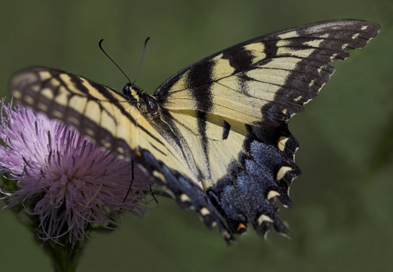 Butterfly VIII.jpg