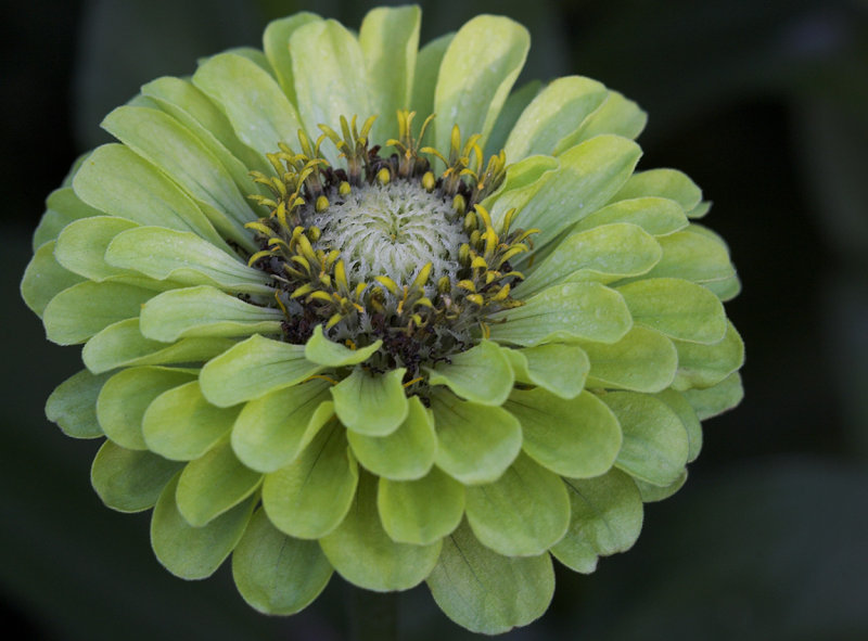 Flower IV.jpg