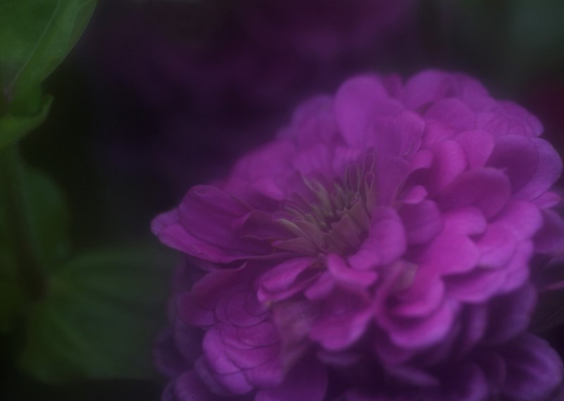 Foggy flower III copy.jpg