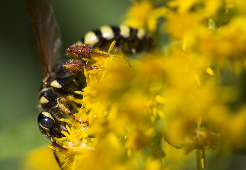 Yellow Wasp.jpg
