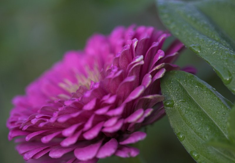 Morning Dew.jpg