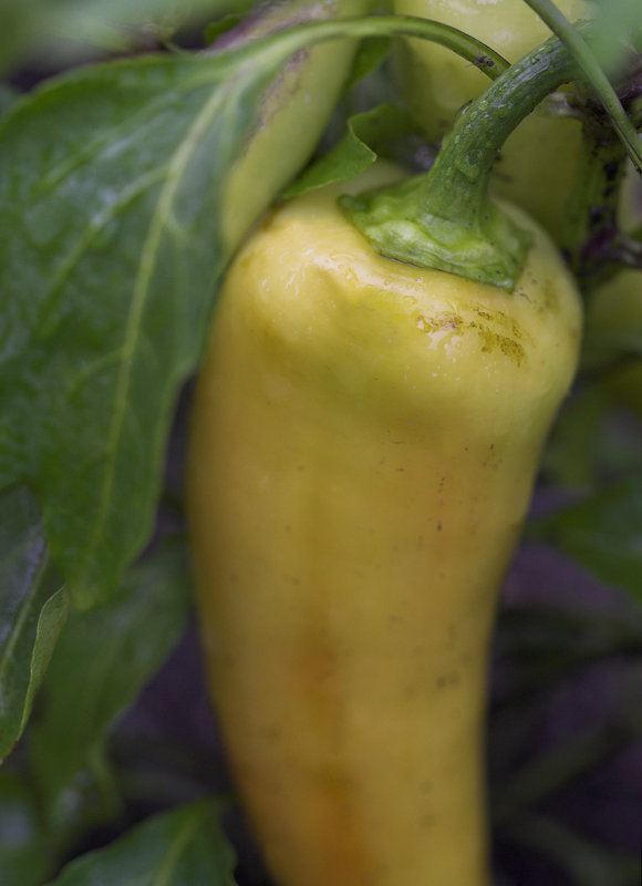 Peppers IV.jpg