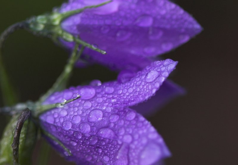 Morning dew.jpg