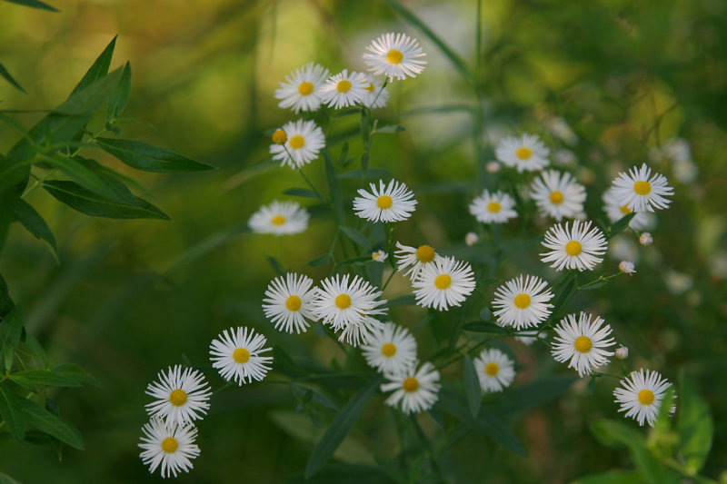 river wild flowers.jpg