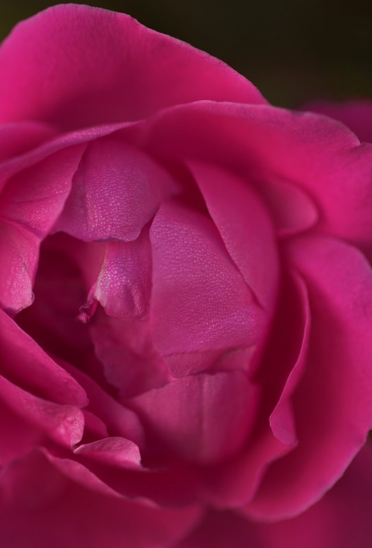 Rose 71609.jpg