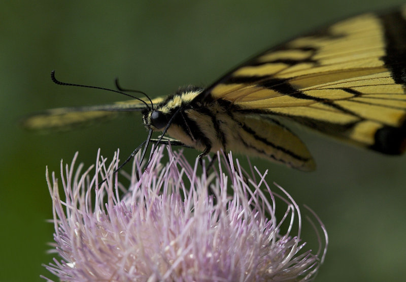 Butterfly 2 III.jpg