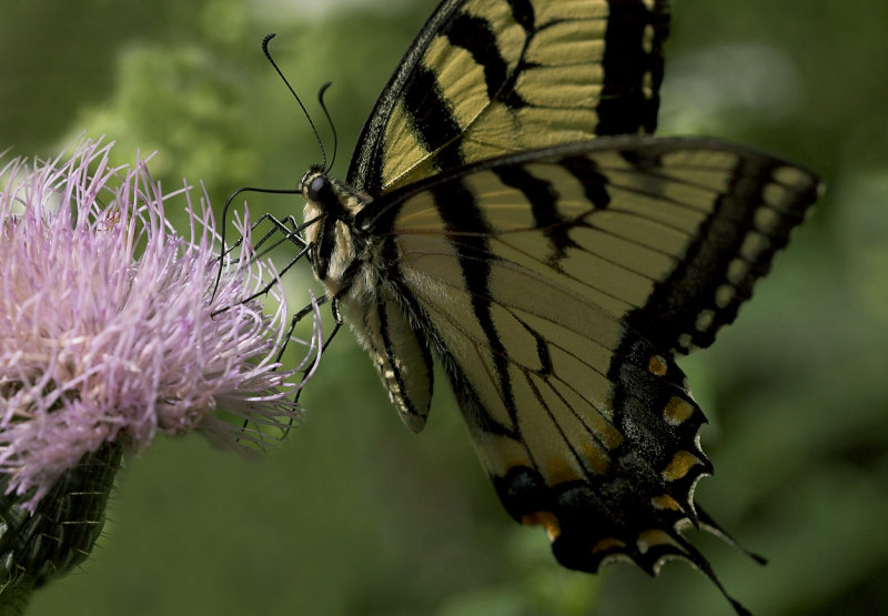 Butterfly 2 II.jpg