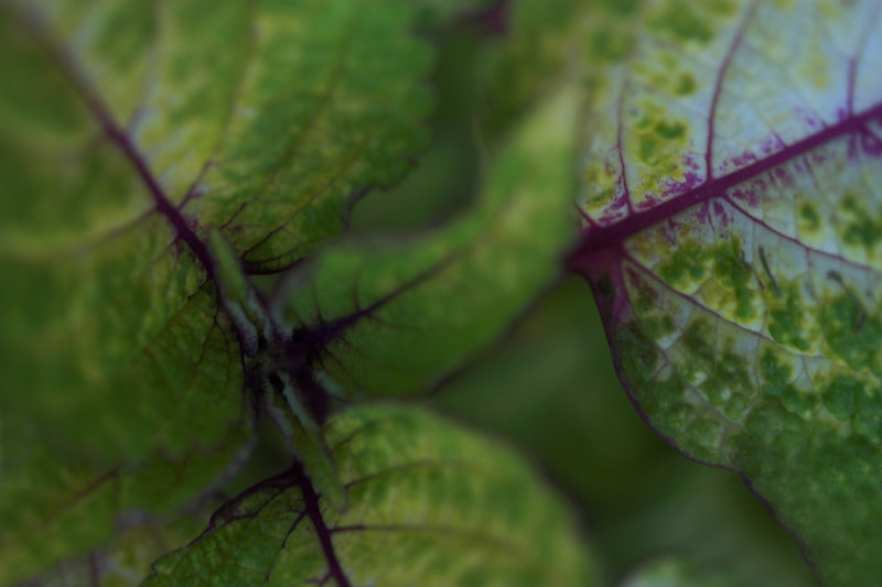 Garden plant.jpg