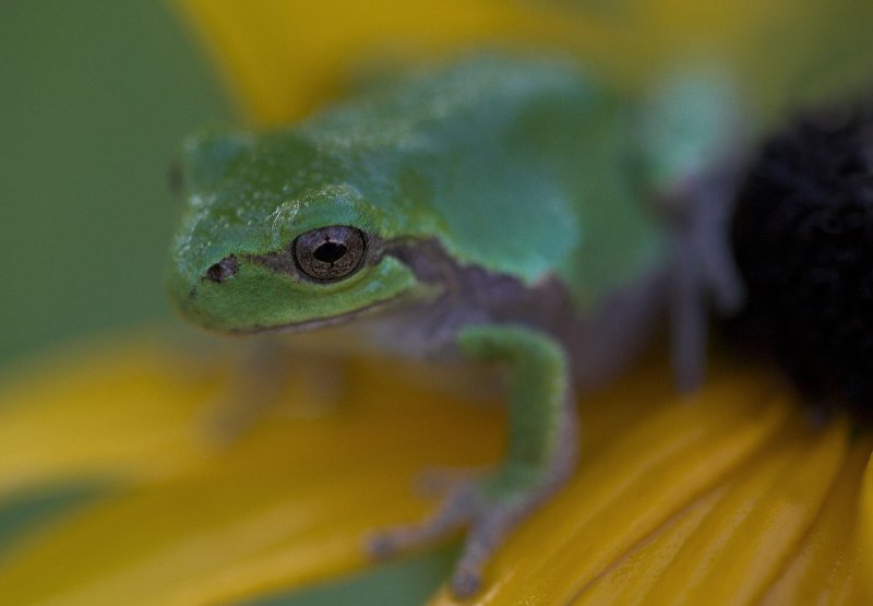 MN tree frog VIII.jpg