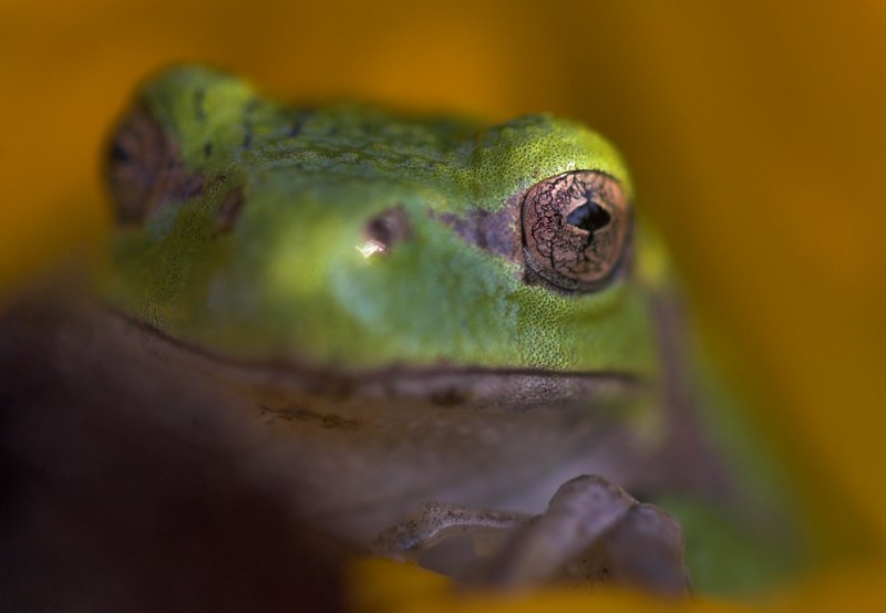 TF closeup.jpg