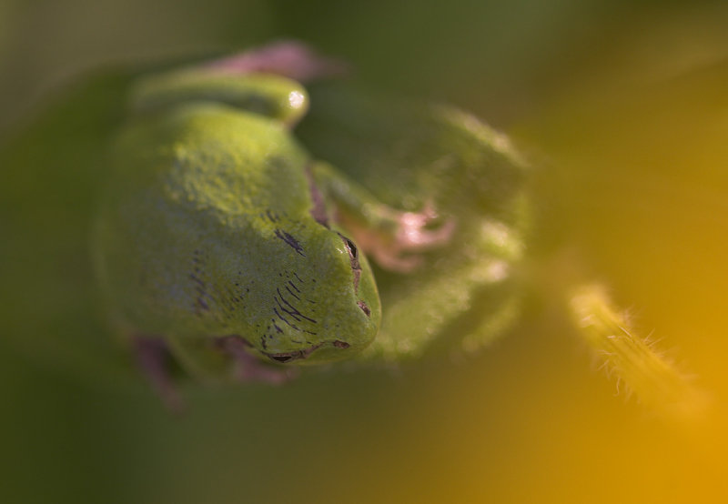 TF closeup III.jpg