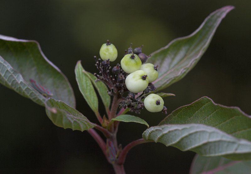 Backyard plant.jpg