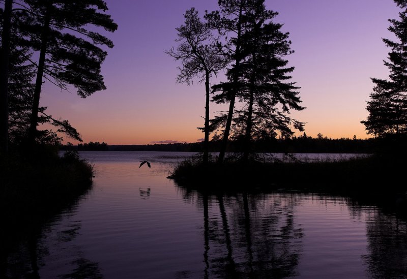 Heron at sunset- Lake Itasca harbor.jpg