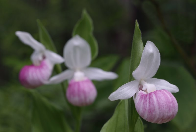 Itasca's Lady's Slippers