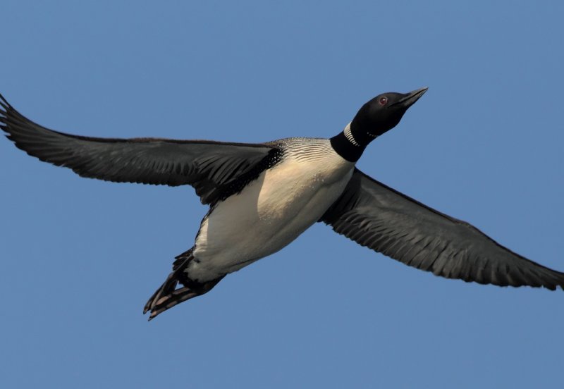 Loon in flight copy.jpg