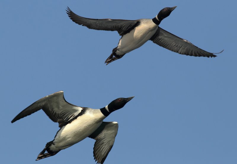 Loon in flight IV copy.jpg