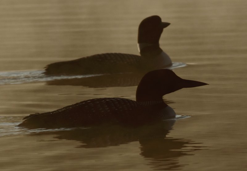 Loon sunrise V copy.jpg