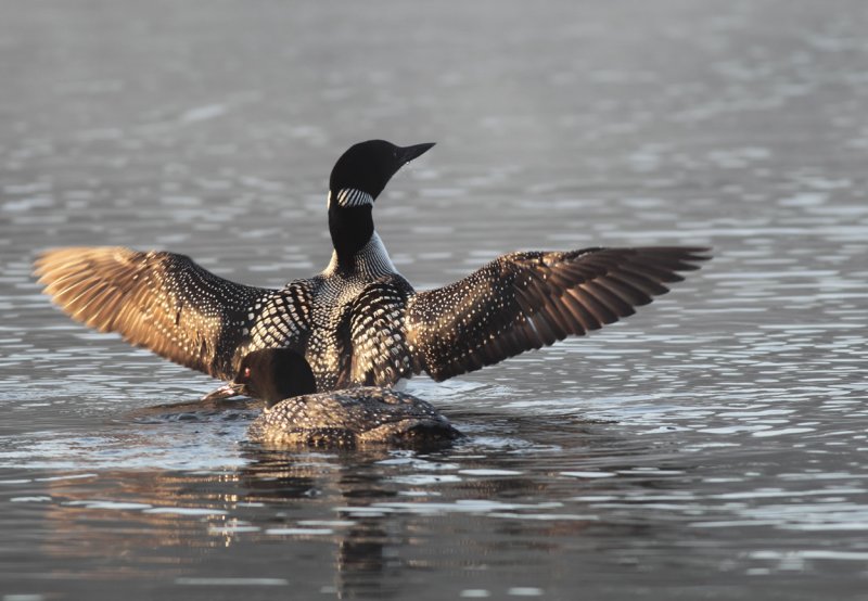 Mary Lake Loons copy.jpg