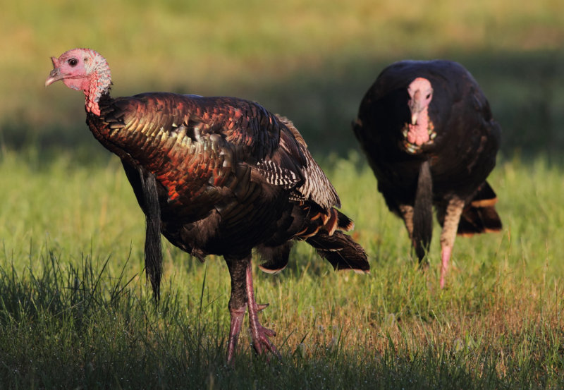 Two toms copy.jpg
