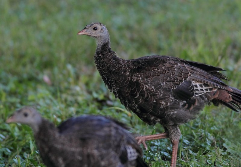 Chick portrait copy.jpg