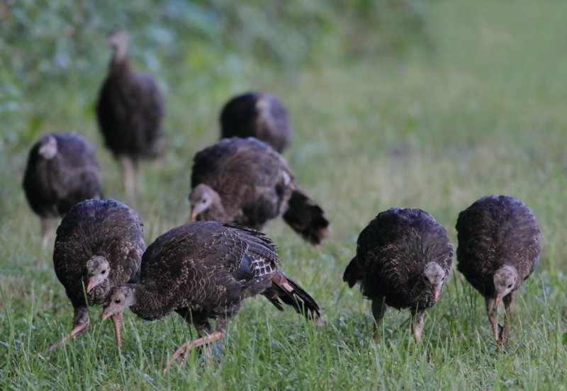 Turkey chicks copy.jpg