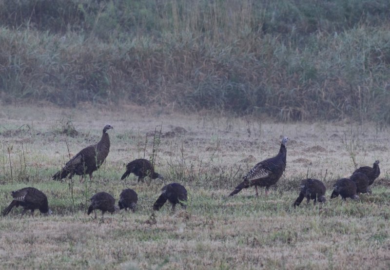 The flock II copy.jpg