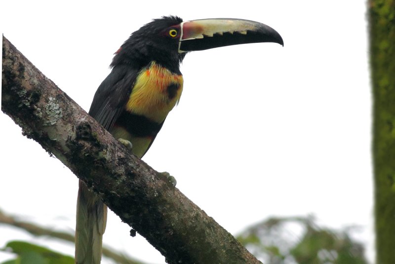 Aracari 100 copy.jpg