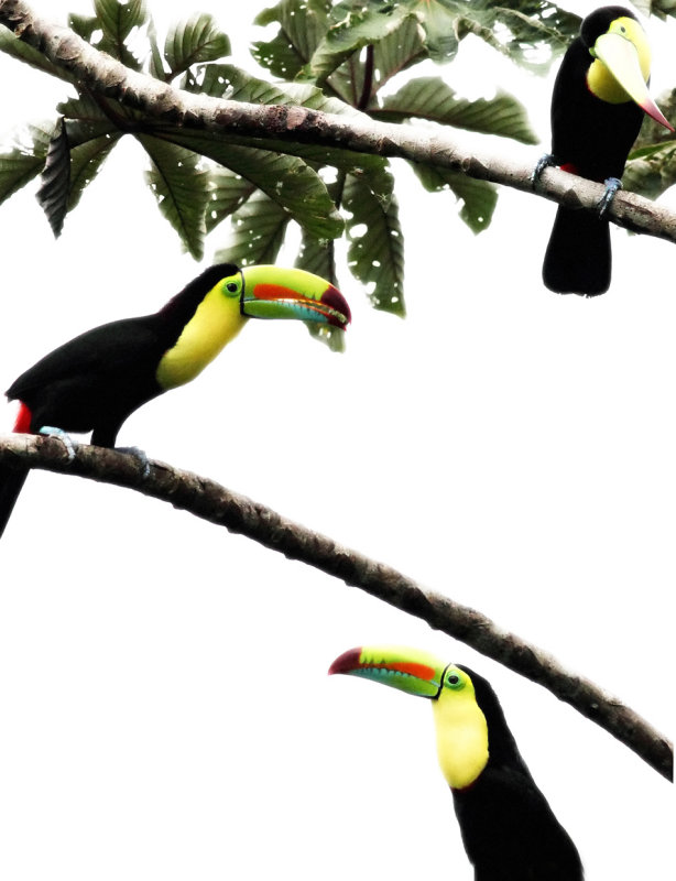 Toucan tree copy.jpg