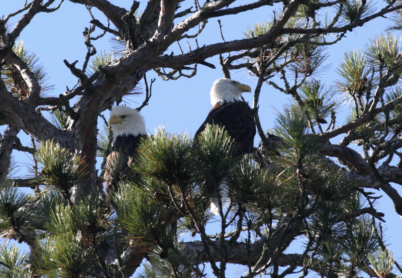 Eagles at the top of a Norway pine copy.jpg
