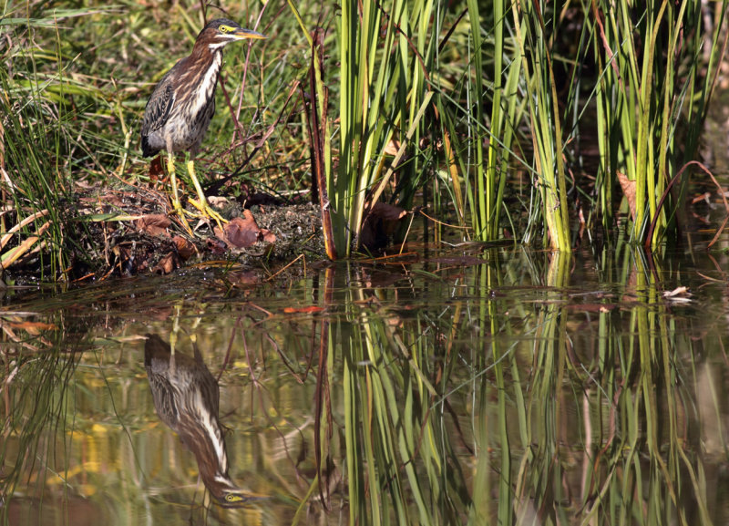 Green heron copy.jpg