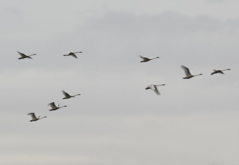 Trumpeter swans flying in fog copy.jpg