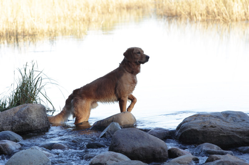Tucker striking a pose at the Headwaters copy.jpg