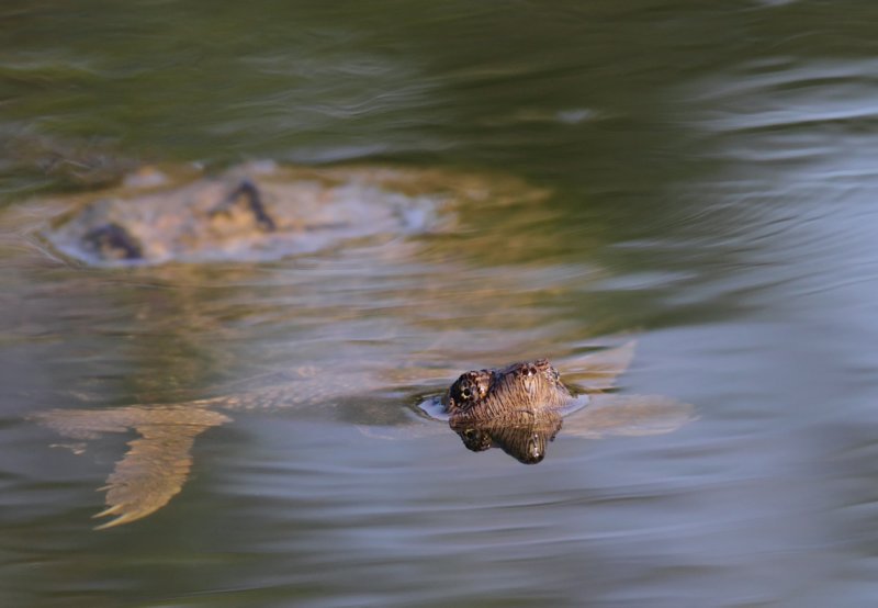 Snapping Turtle copy.jpg