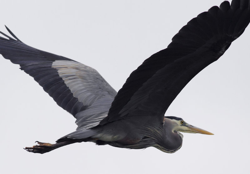 Blue heron in flight II.jpg